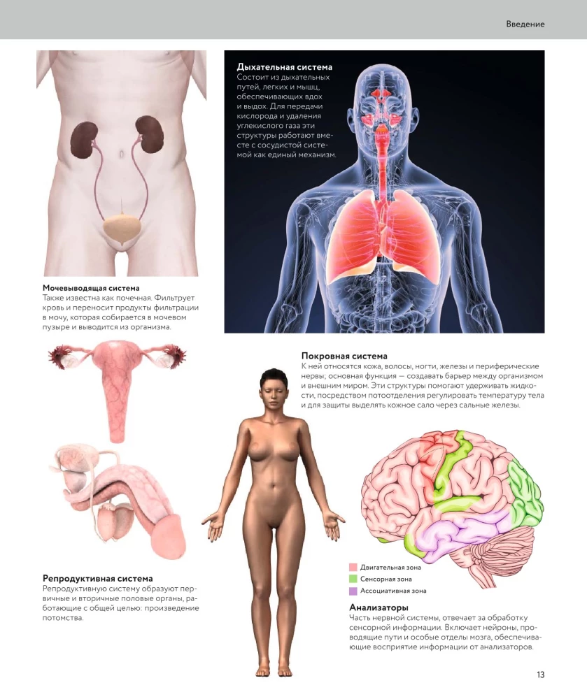Anatomia człowieka. Wizualny przewodnik po wszystkich systemach organizmu: norma i patologie